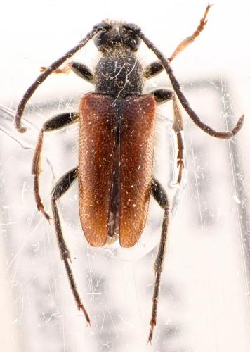 Pseudovadonia livida